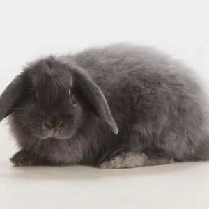 Cashmere Lop AOC Self Adult