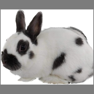 Blue Mini Papillon Adult