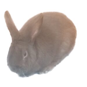 Beveren Brown Adult