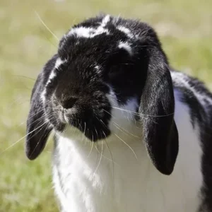 German Lop Butterfly Adult