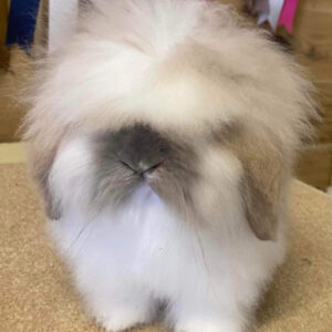 Mini Lion Lop Butterfly Adult