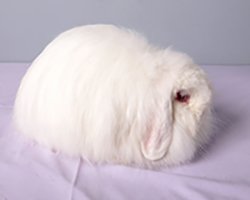 Cashmere Lop REW Adult