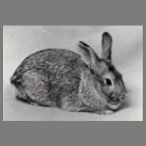 Chinchilla Buck Adult