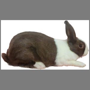 Dutch Chocolate Buck Adult