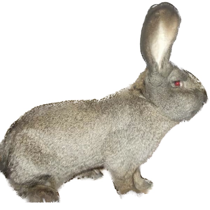 Continental Giant AC Agouti Pattern Adult
