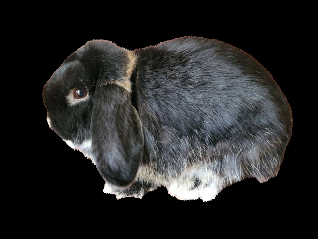 Dwarf Lop AOC Non-Self u/5
