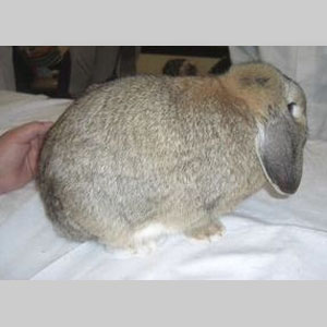 Dwarf Lop Agouti Adult