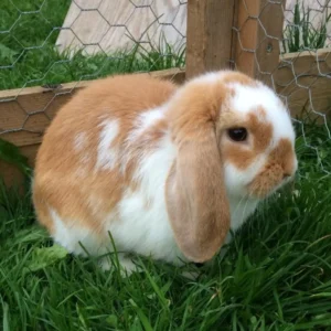 Dwarf Lop Butterfly Adult