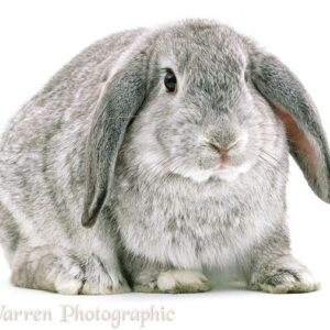 Dwarf Lop AOC Agouti Pattern Adult