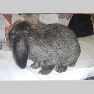 French Lop AOC Non-Self Adult