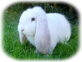 French Lop White u/5