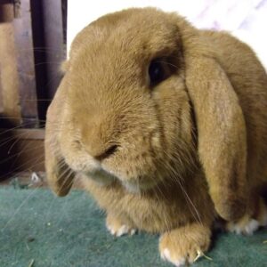German Lop AOC Adult