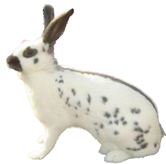 English Grey Adult