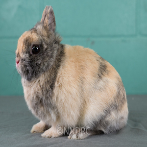 Netherland Dwarf AOC Non-Self Adult