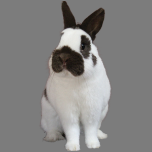 Choc. Mini Papillon u/5