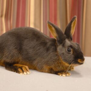 Tan Blue Adult