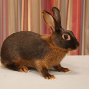 Tan Choc Doe u/5