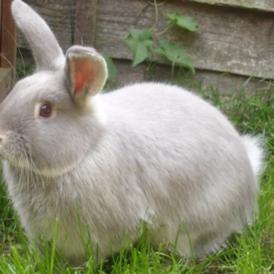 Silver Fox Lilac u/5
