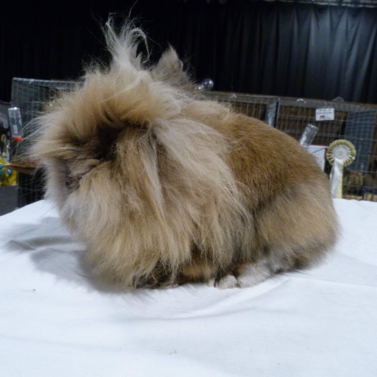 Lionhead Sooty Adult