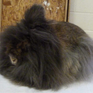 Lionhead Agouti Adult