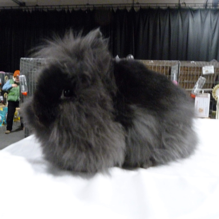 Lionhead Black Adult