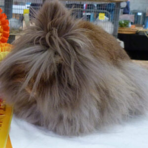 Lionhead Cinnamon Adult