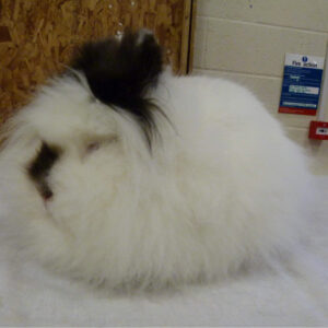 Lionhead AOC Adult