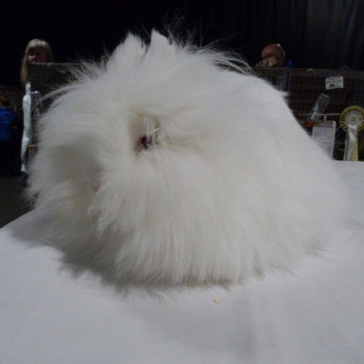 Lionhead REW Adult