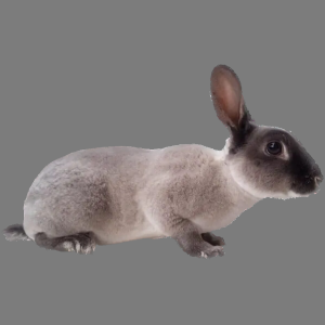 Standard  Marten Smoke Pearl Rex Buck/Doe Adult