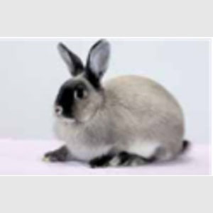 Smoke Pearl Marten Buck Adult