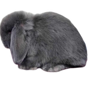Mini Lop Blue Adult