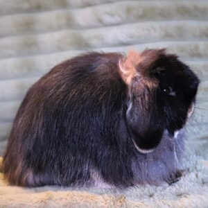 Mini Cashmere Lop Tan Pattern Adult