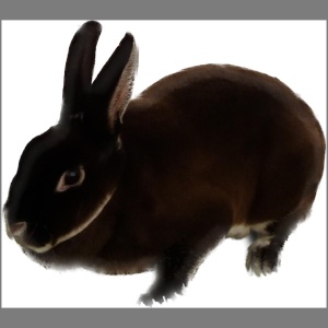 Mini Chocolate Otter Rex Buck/Doe u/5