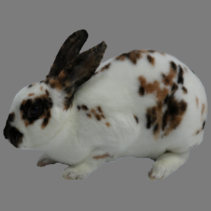 Mini Dalmatian Rex Buck/Doe Adult