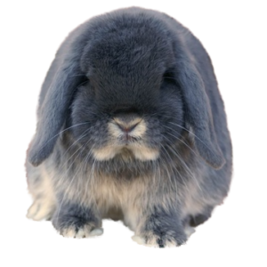 Mini Lop A.O.C. Otter Adult