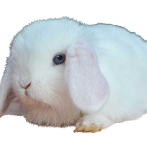 Mini Lop BEW Adult