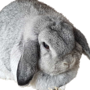 Mini Lop Chin Adult