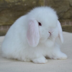 Mini Lop REW u/5