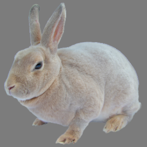 Mini Lynx Rex Buck/Doe Adult