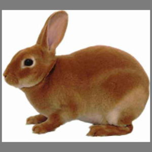 Mini Orange Rex Buck/Doe Adult