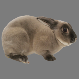 Mini Marten Smoke Pearl Rex Buck/Doe Adult
