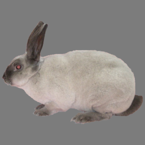 Mini Siamese Smoke Pearl Rex Buck/Doe Adult