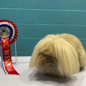 Mini Lion Lop Orange/Fawn Adult