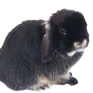 Mini Lop  Black Otter Adult