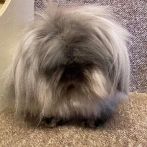 Mini Lion Lop Sable/Smoke u/5
