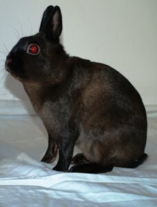 Polish Siamese Sable Adult