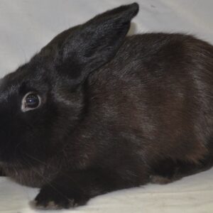 Sable Dark Siamese Adult