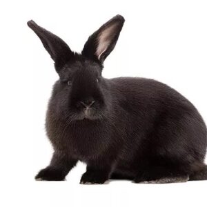 Siberian Black Adult
