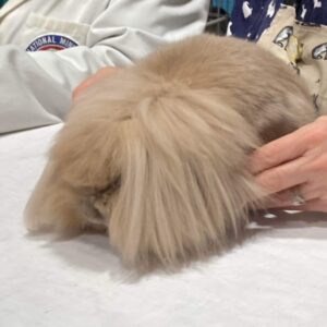 Mini Lion Lop Sooty/Beige u/5