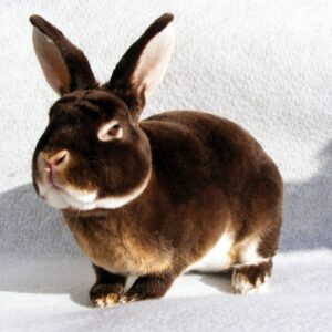 Standard AOC Otter Rex Doe u/5